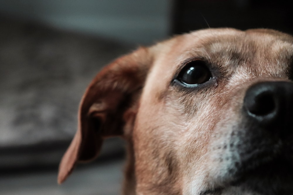 犬の顔を間近で見る