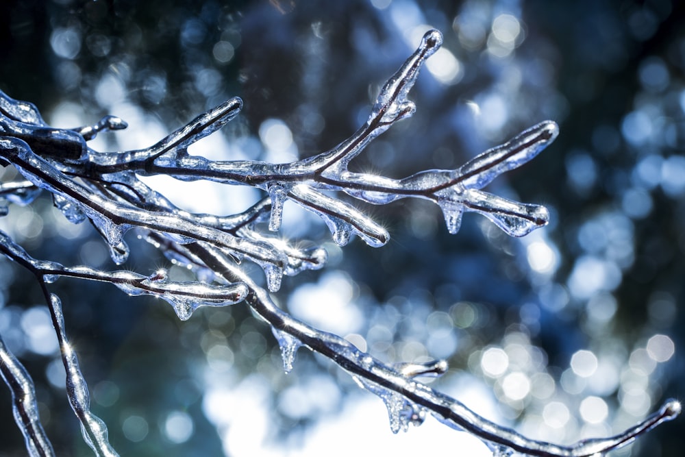 frozen tree branch macro photography