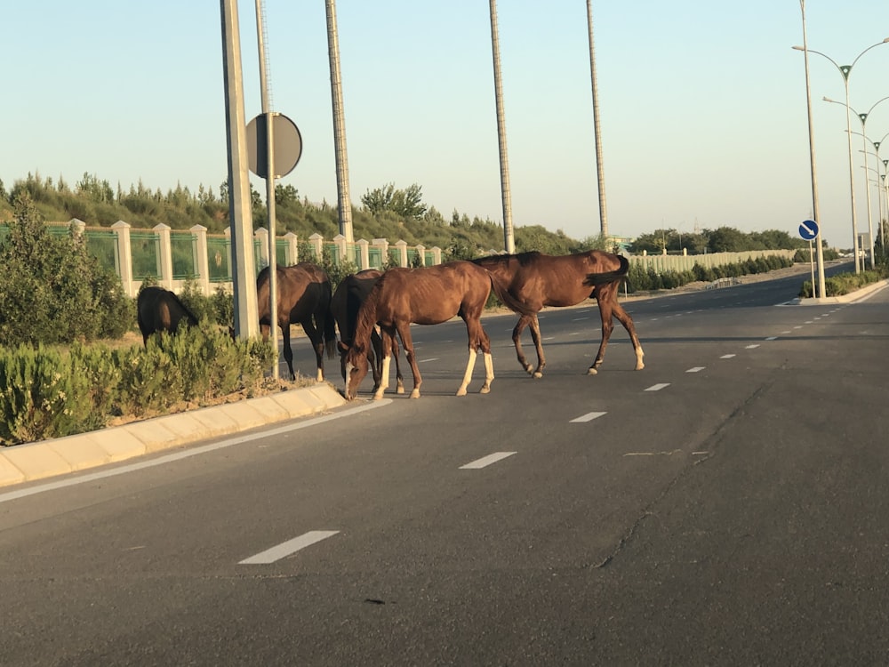 brown horses on road at daytime