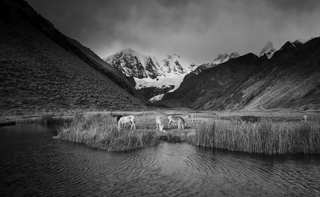 monochrome photo of horses near body of water