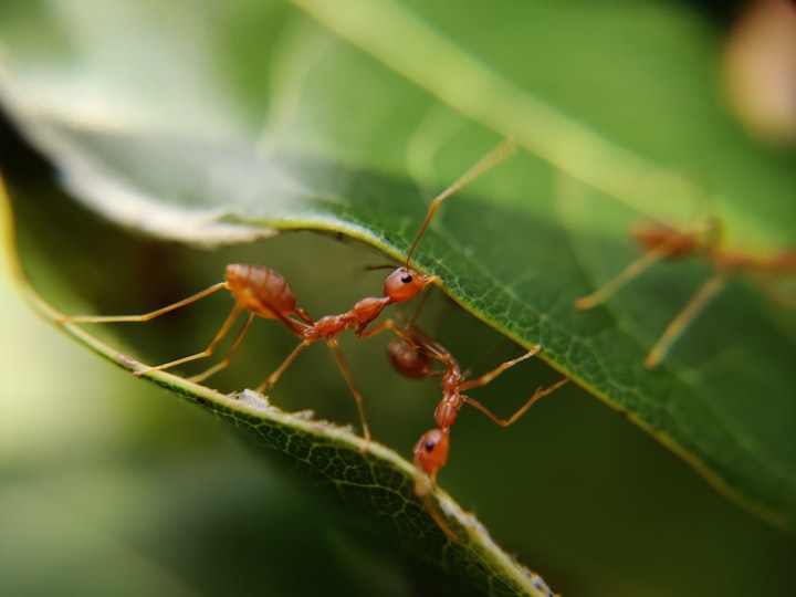 The Secret Life of Ants: Discovering the Fascinating World of These Tiny Insects