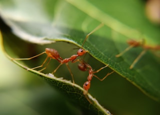 macro photography of red ants