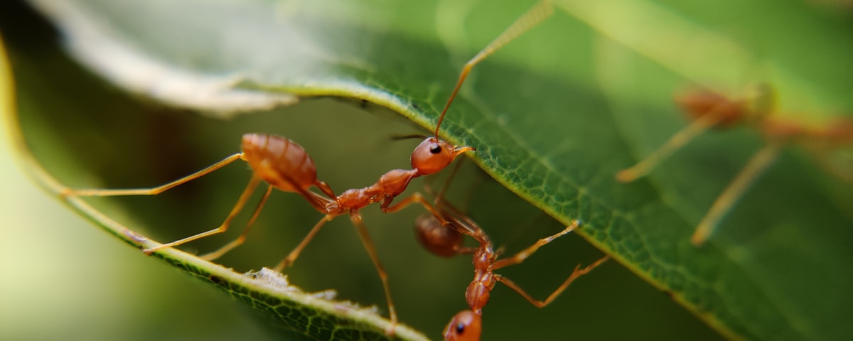 macro photography of red ants