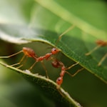 macro photography of red ants