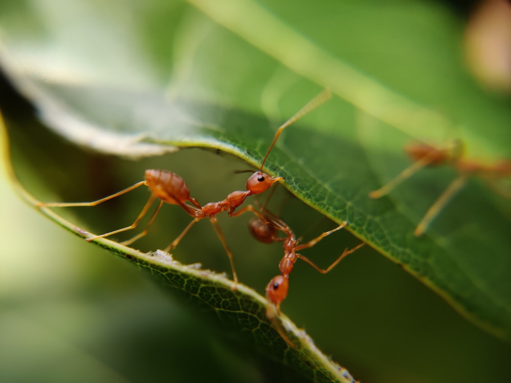 macro photography of red ants