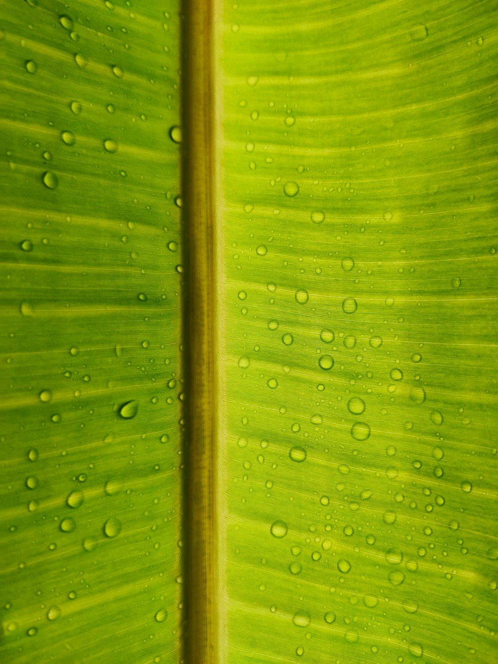 macro photography of water drops on green leaf