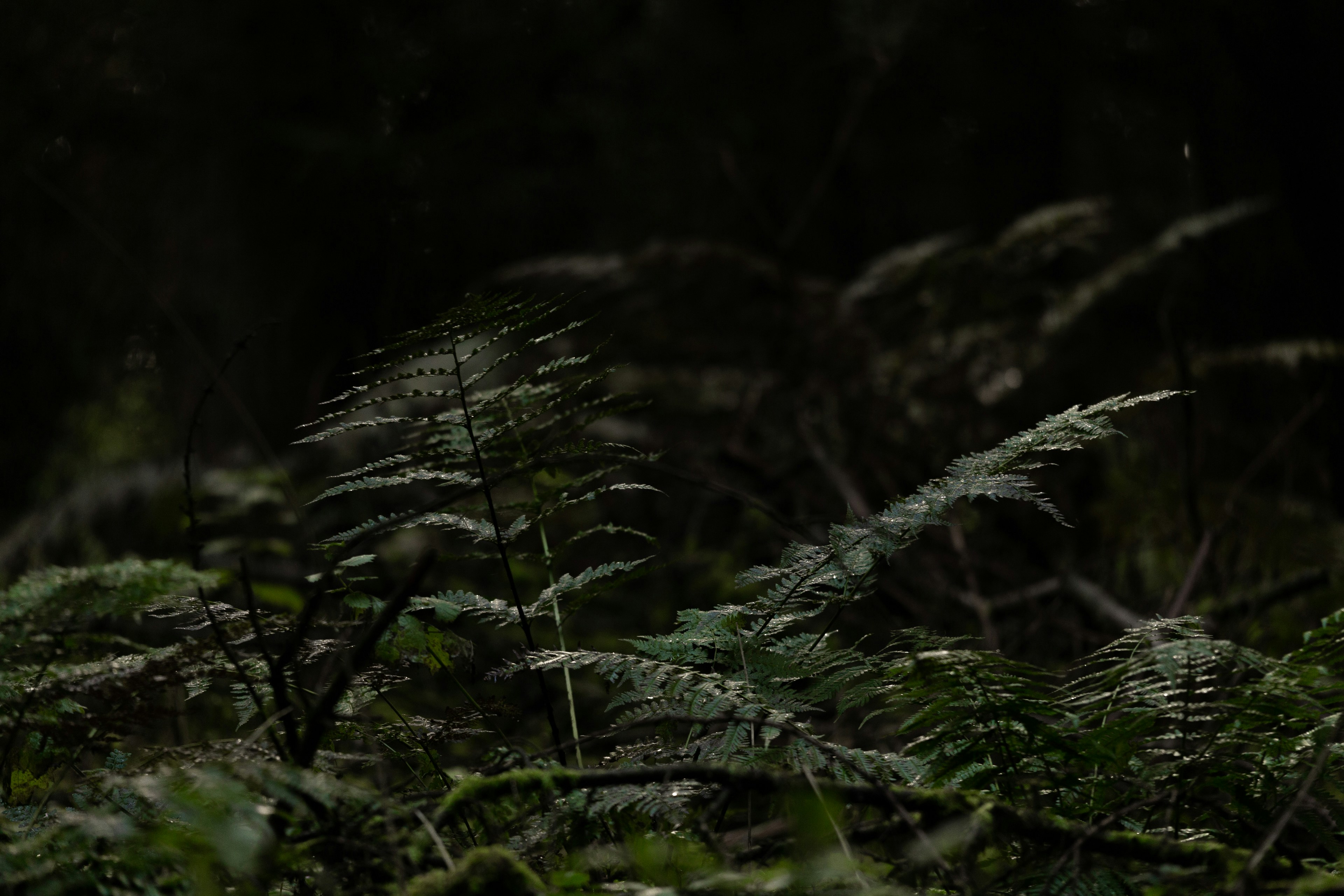 Photo by markforsythhh