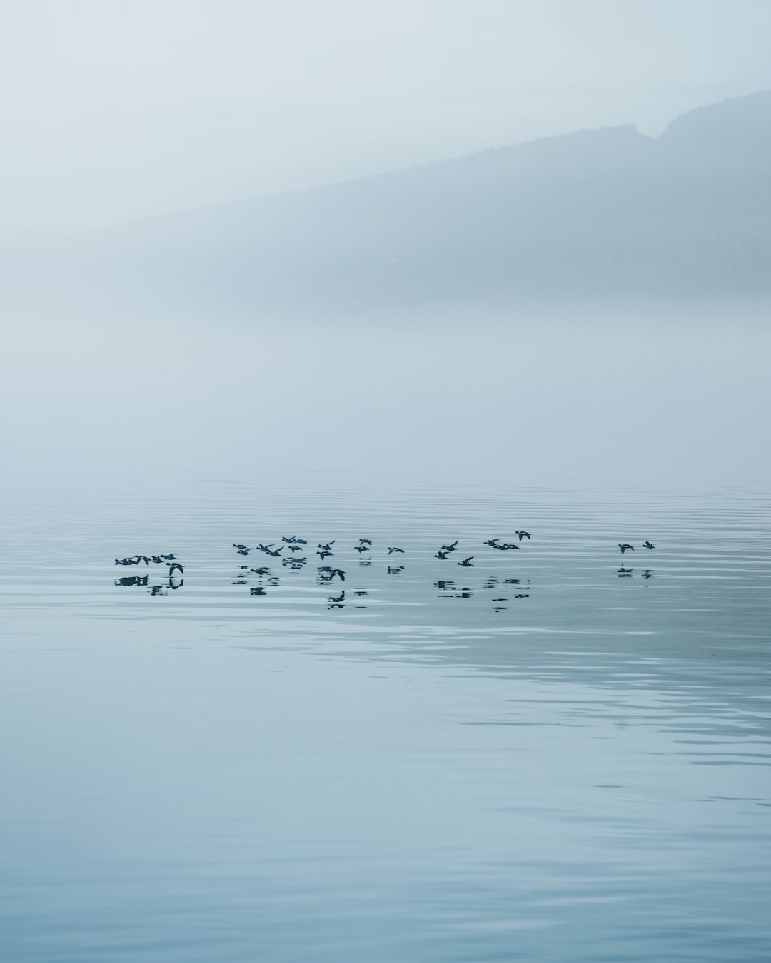 flock of birds on body of water during daytime