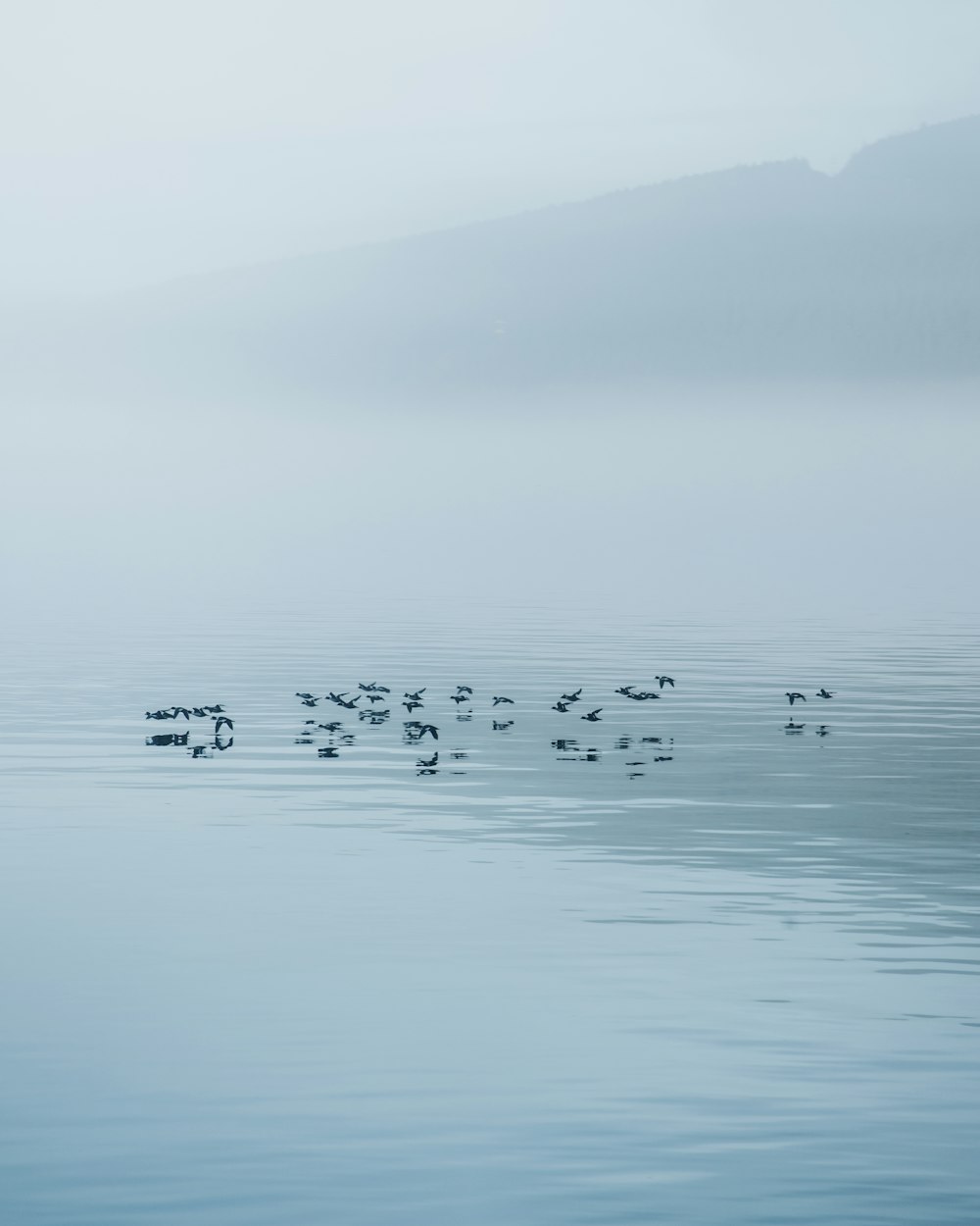 flock of birds on body of water during daytime