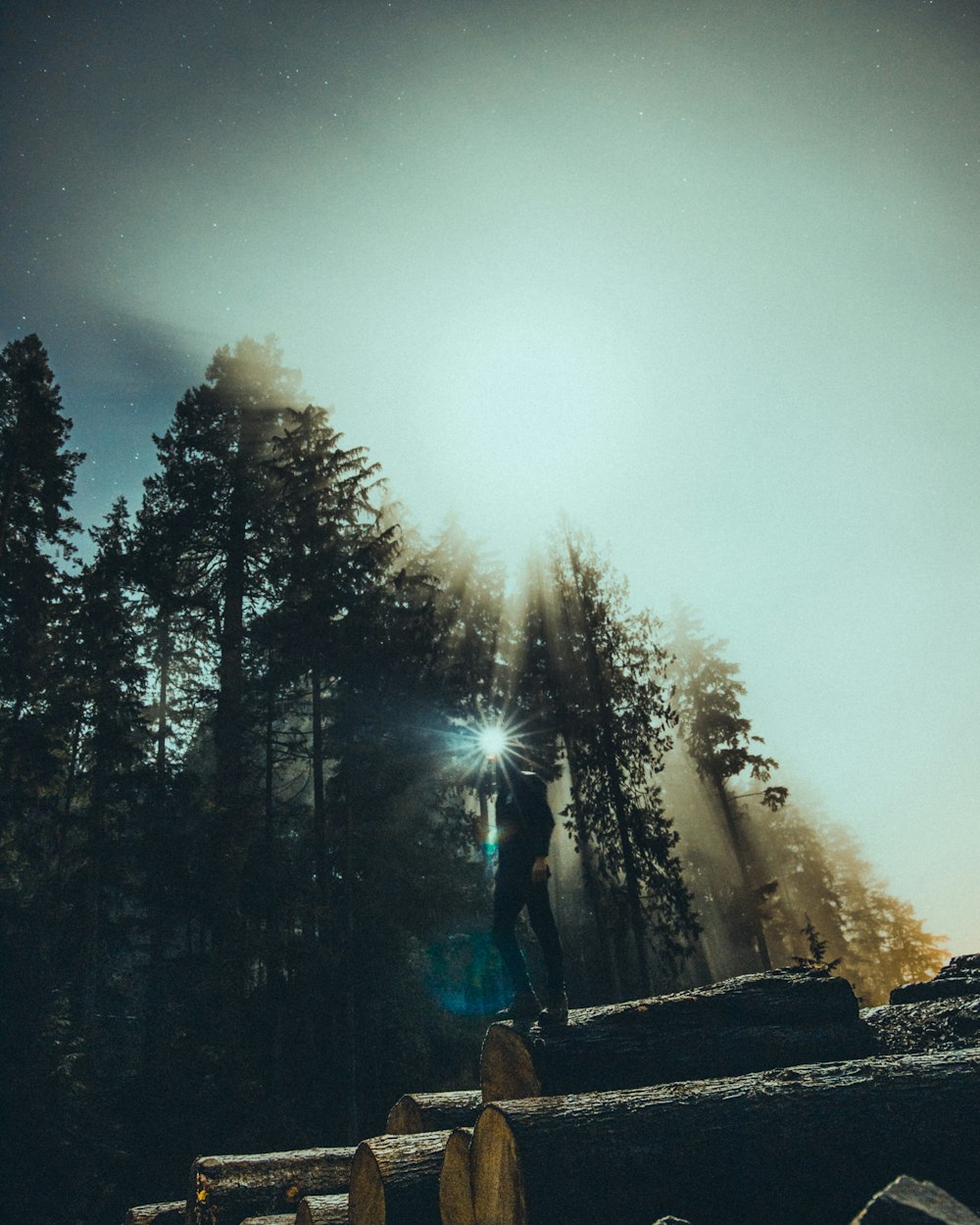 sun rays coming through person standing on cut logs near tall trees during daytime