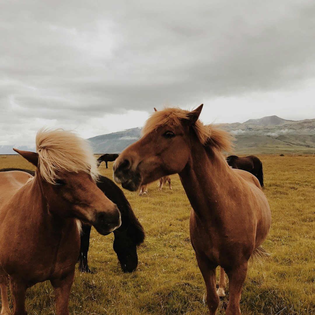 brown horse on grass during daytime