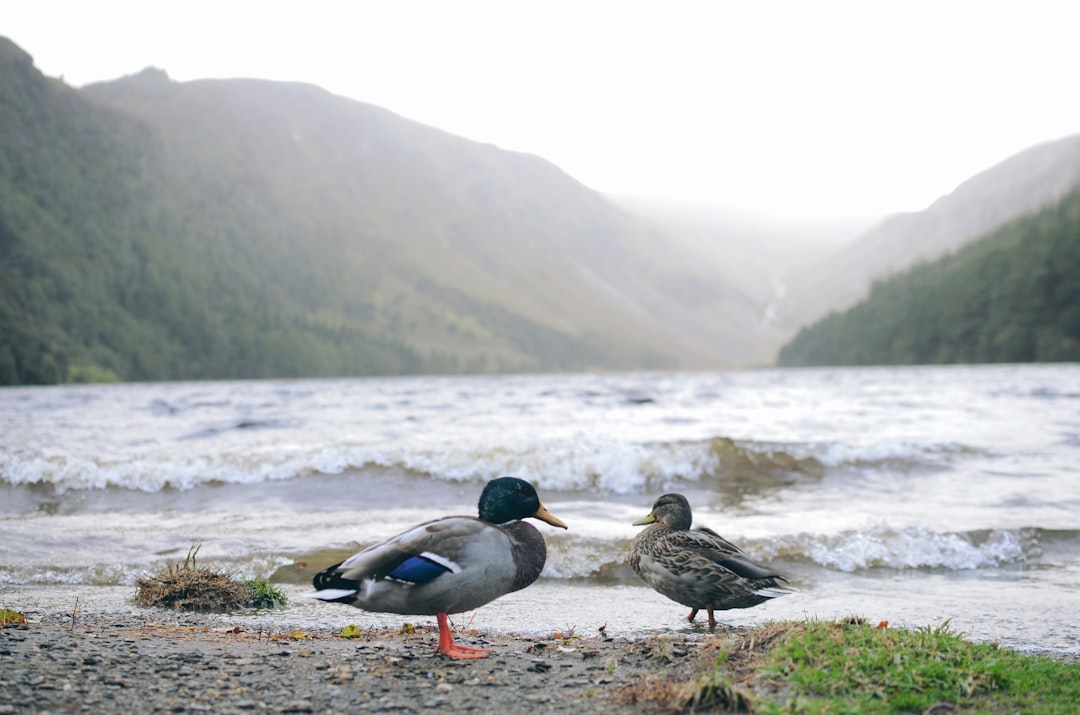 Loch photo spot Glendalough Wicklow Mountains National Park