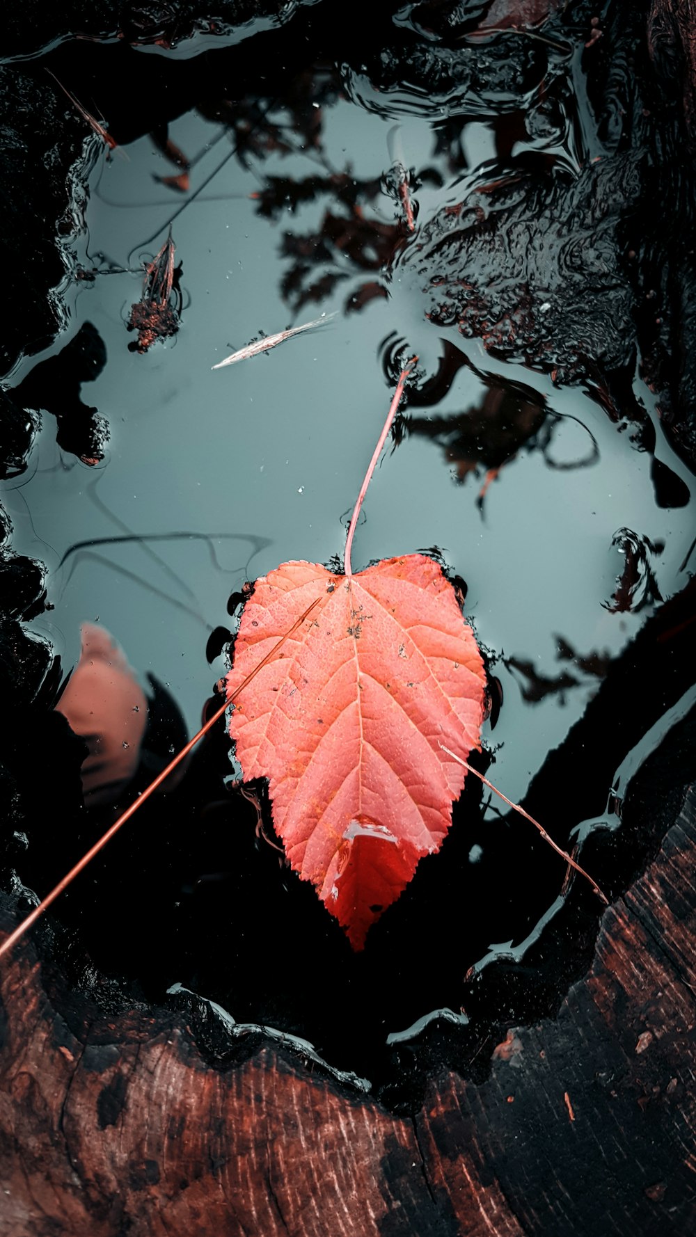 reddish leaf on water