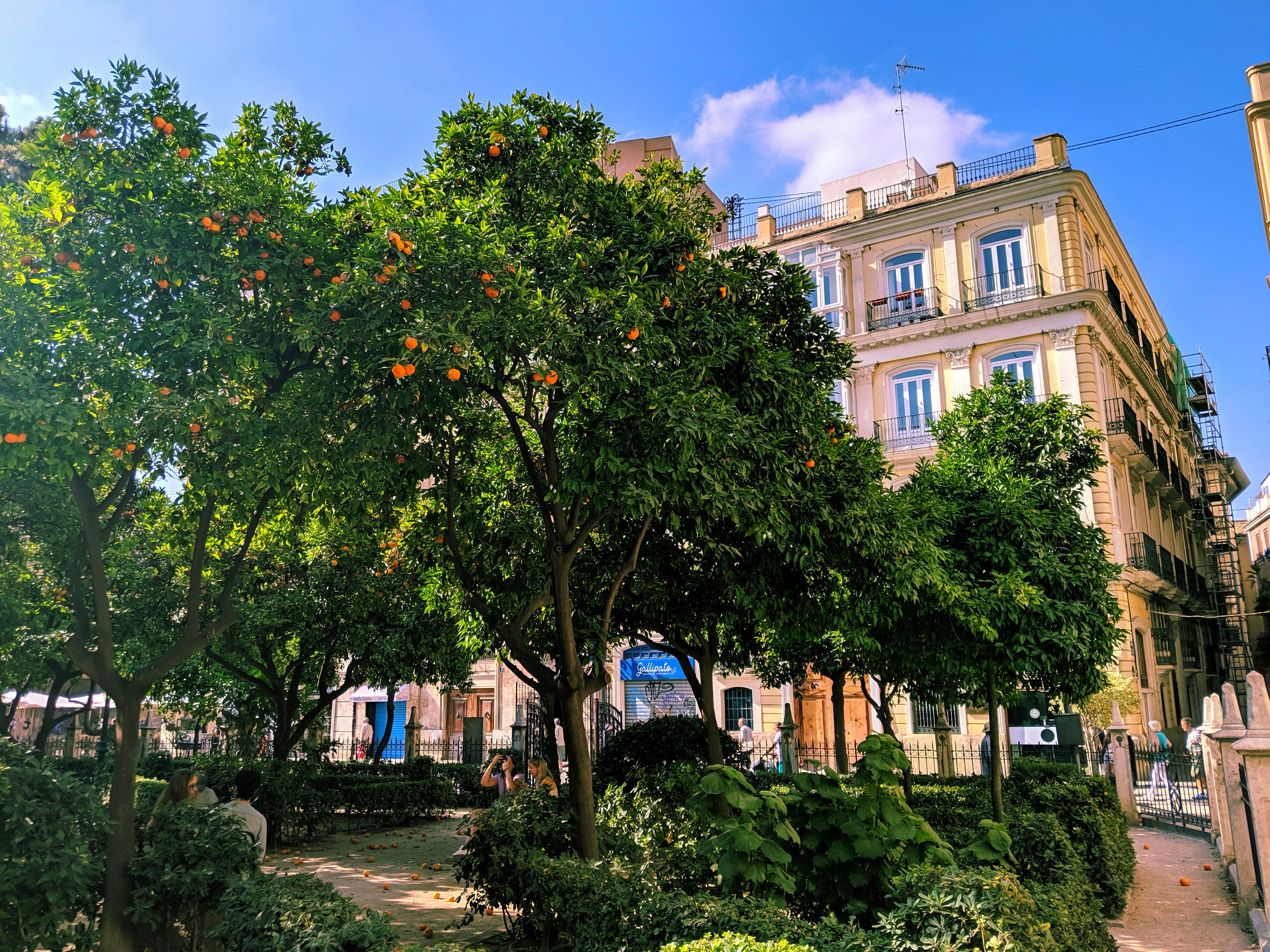 Orange trees in Placa de la Mare de Deu in Valencia