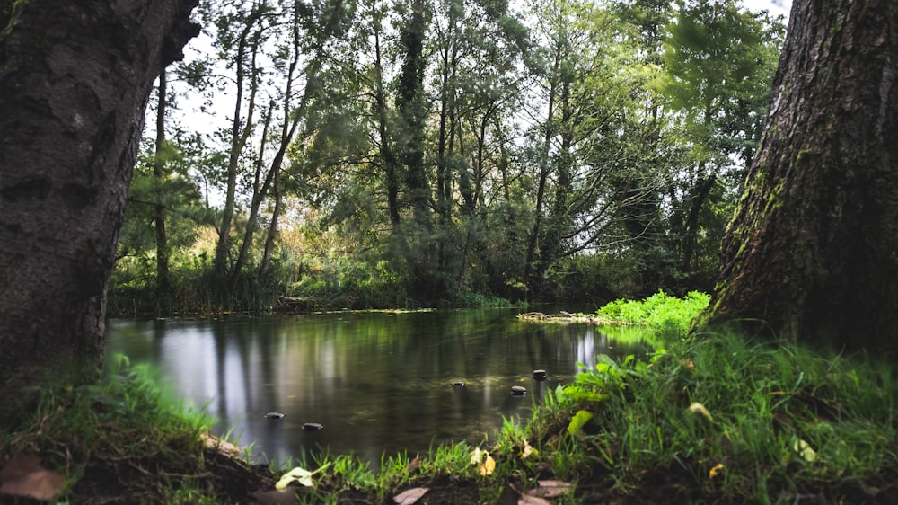 body of water surrounded with trees