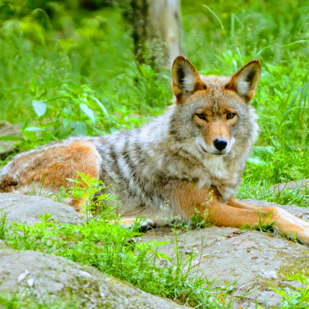 coyote on green field