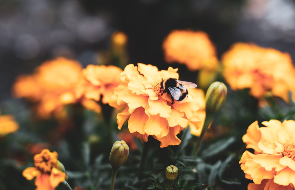 bee on yellow petaled flowers