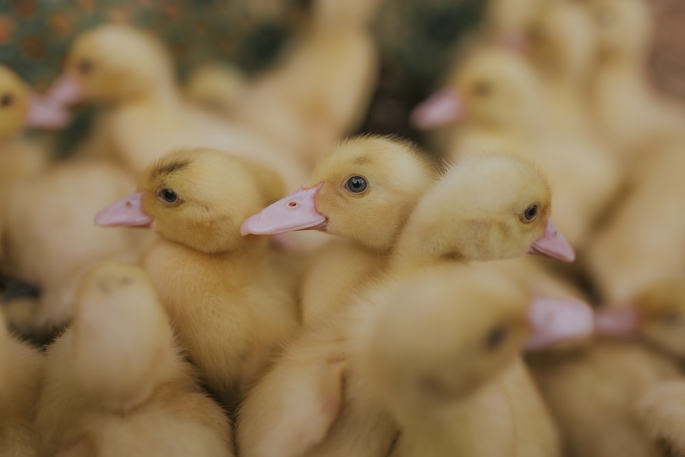 yellow ducklings