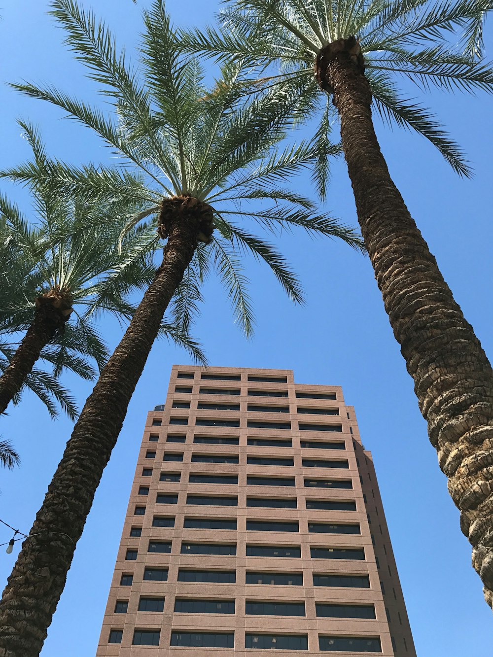 palm trees near building