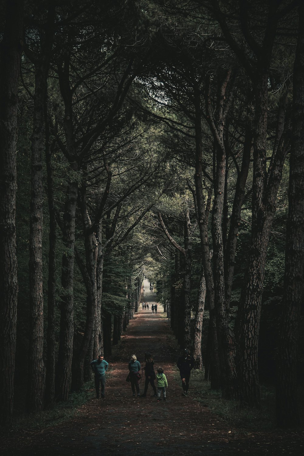 people walking on road under green trees