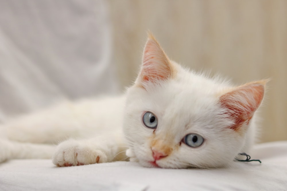 white cat lying on white textile