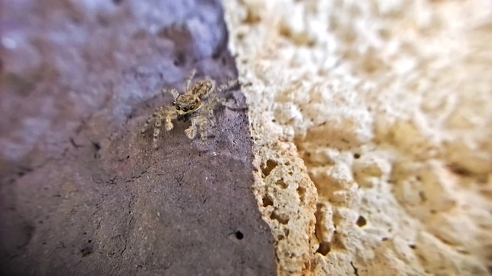 a spider crawling on a piece of bread