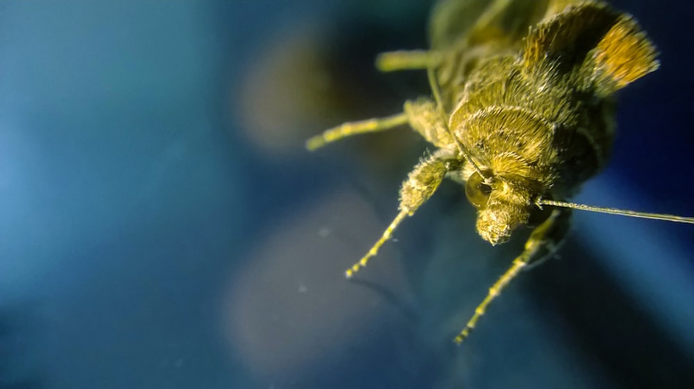 macro photography of green insect