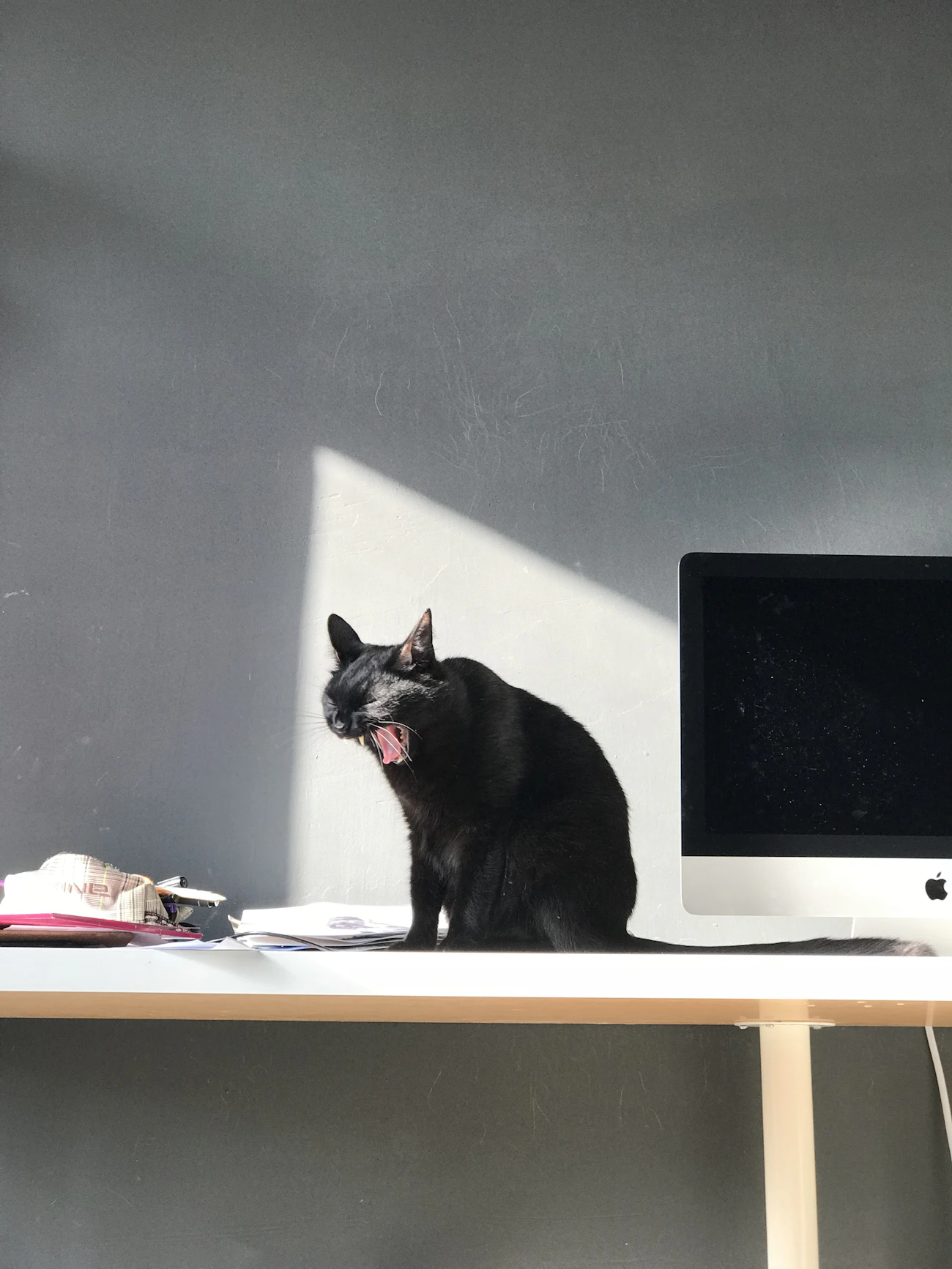 デスクで猫の申込情報をノートに整理する様子