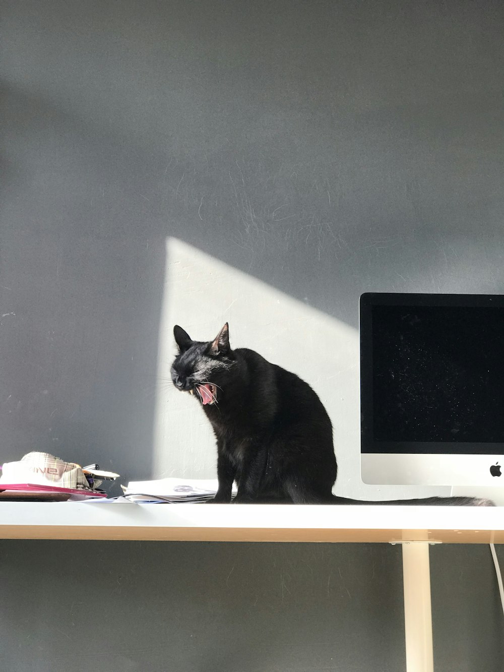 bombay cat beside white iMac