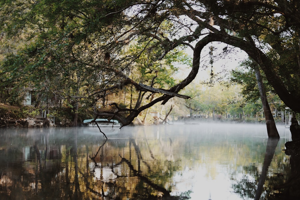 body of water surrounded by trees