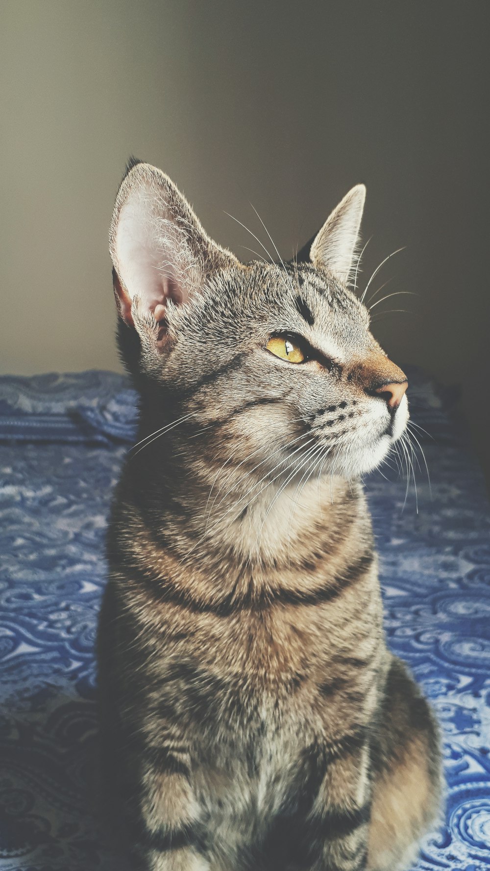 shallow focus photo of gray cat