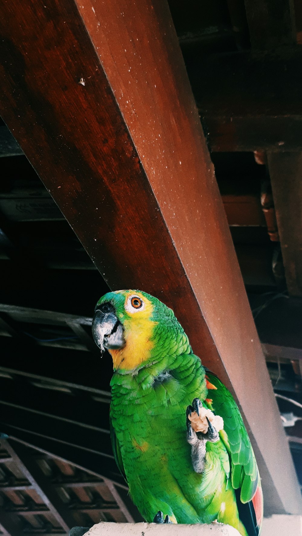 shallow focus photo of green parrot