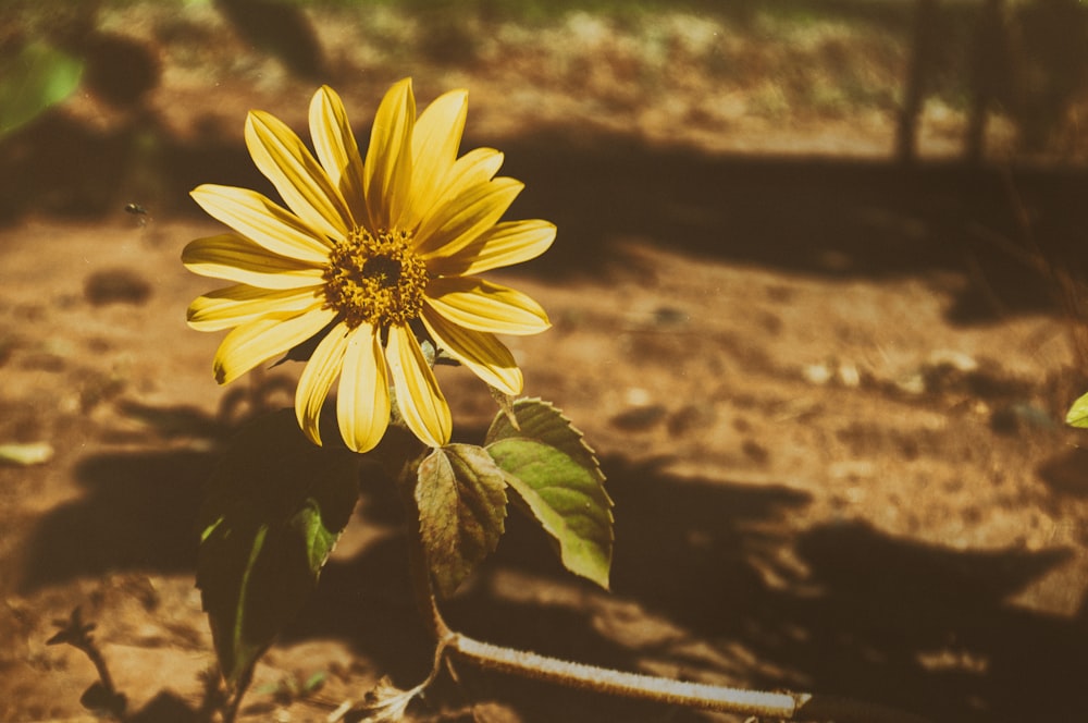 shallow focus photo of yellow flower