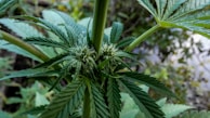 A close-up view of a cannabis plant featuring prominent, serrated green leaves and small, budding flowers. The plant is well-detailed, showcasing its natural texture and structure. Surrounding foliage appears blurred, creating a natural outdoor setting.