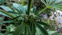 A close-up view of a cannabis plant featuring prominent, serrated green leaves and small, budding flowers. The plant is well-detailed, showcasing its natural texture and structure. Surrounding foliage appears blurred, creating a natural outdoor setting.
