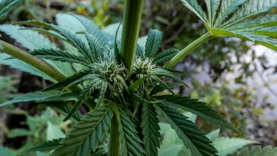 A close-up view of a cannabis plant featuring prominent, serrated green leaves and small, budding flowers. The plant is well-detailed, showcasing its natural texture and structure. Surrounding foliage appears blurred, creating a natural outdoor setting.