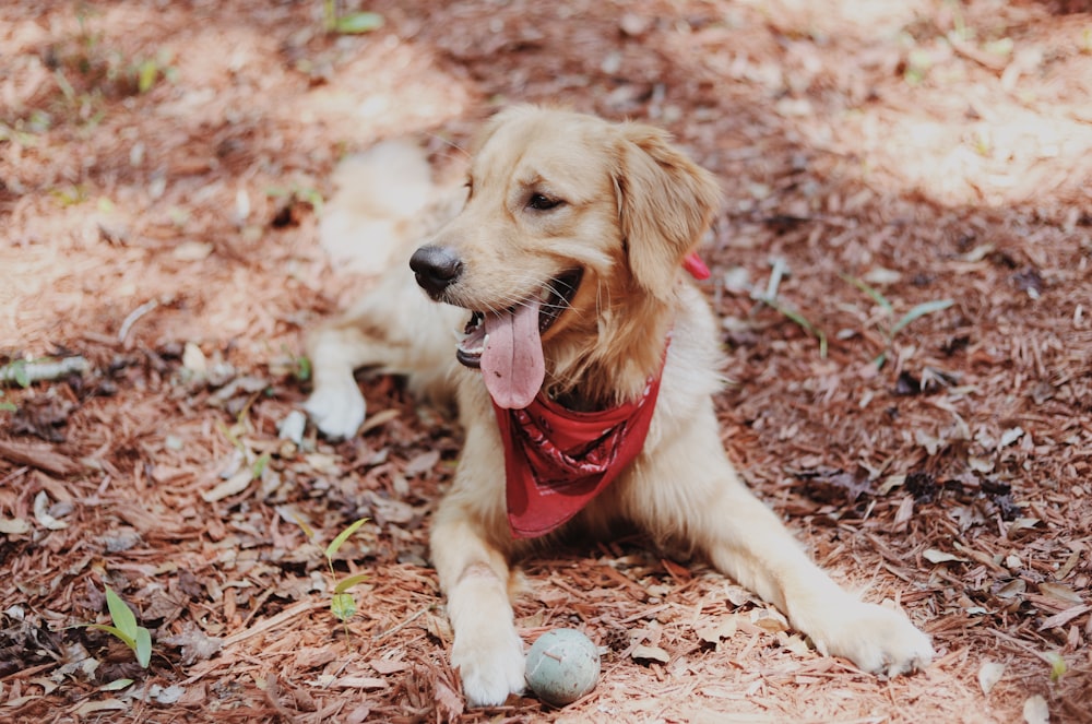 golden retriever puppy lying on soil ground