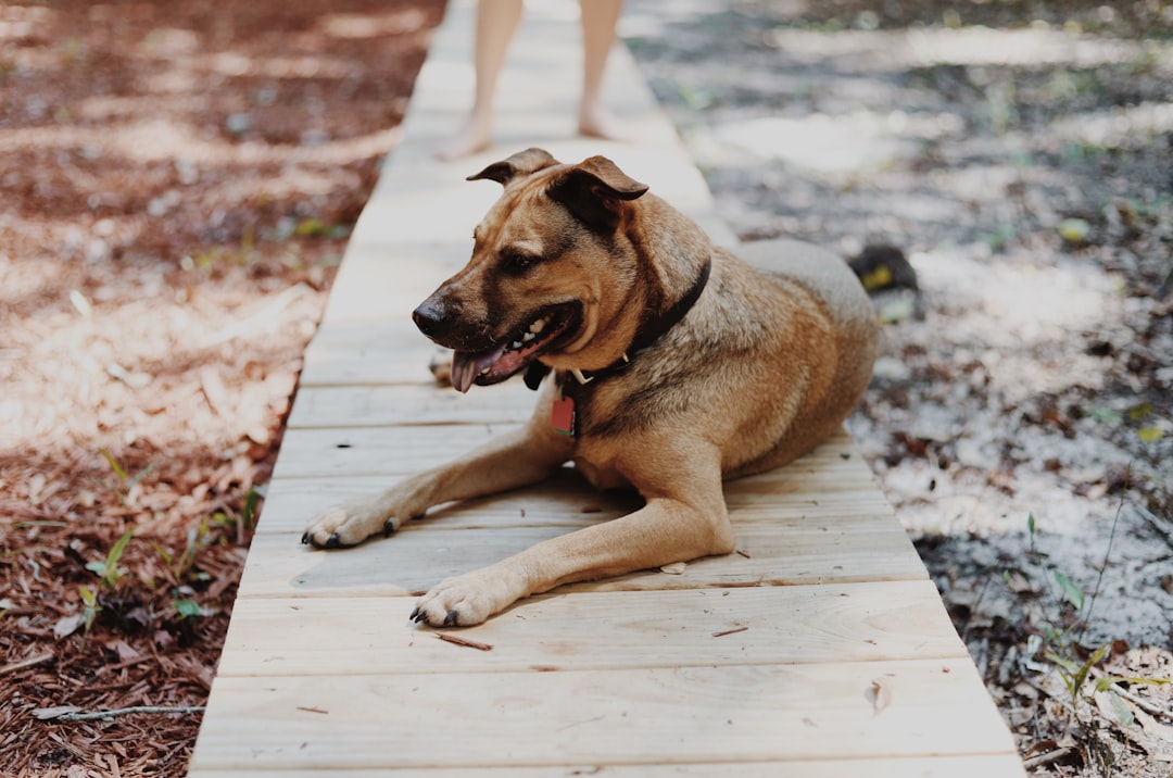 dog lying on wooden pathway