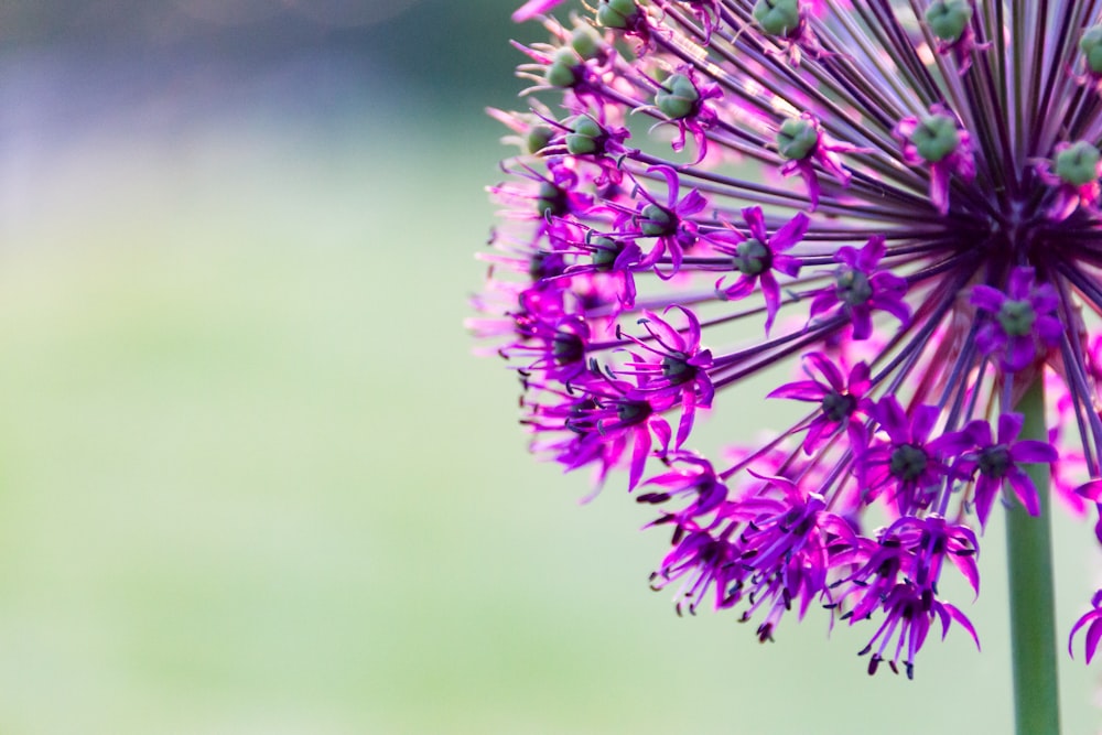 Fleurs pourpres