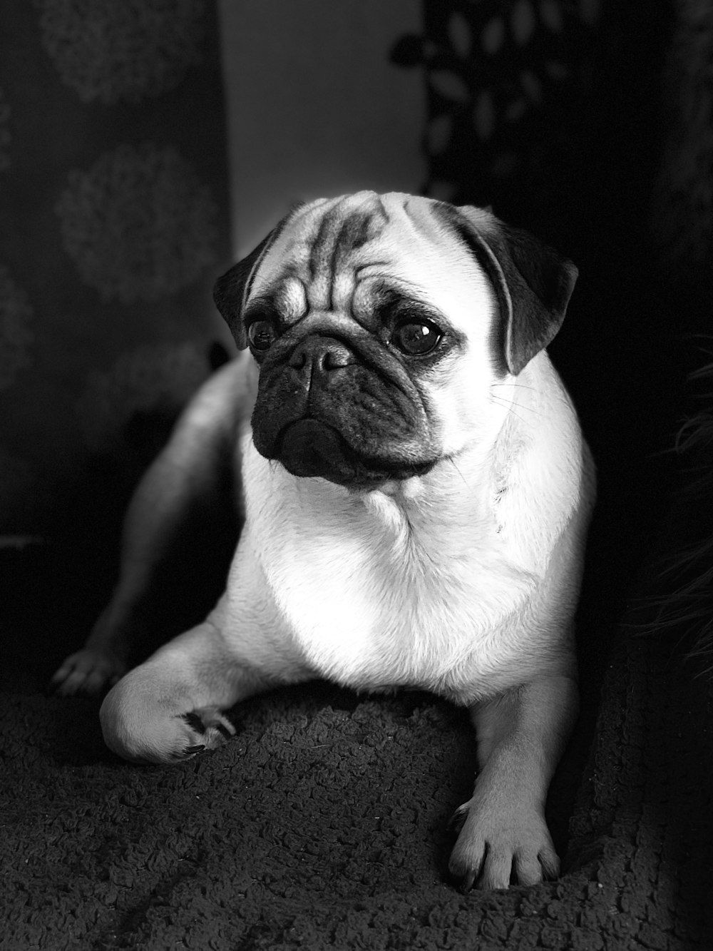 grayscale photography of adult pug