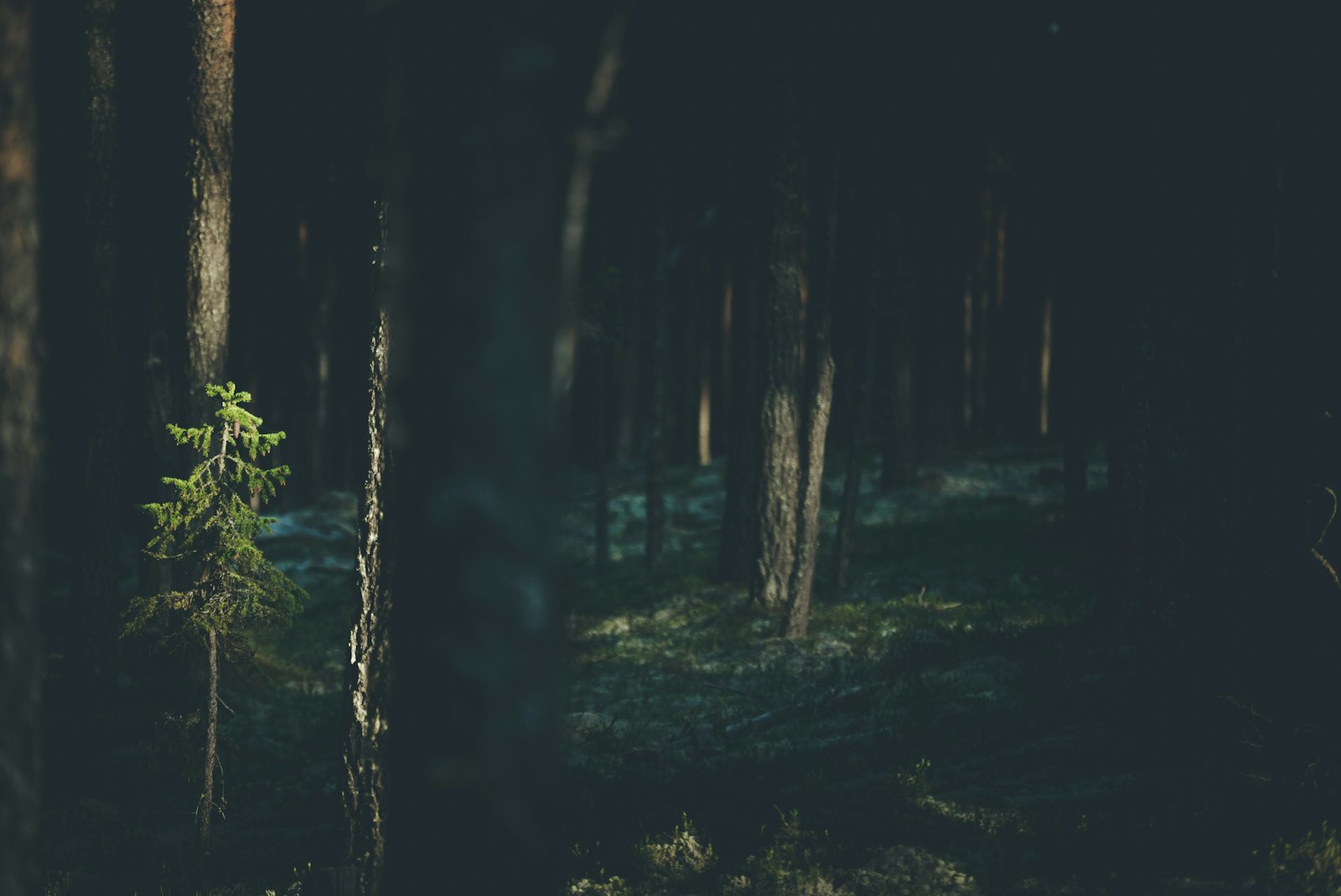 Sony a7S II + Sony FE 70-200mm F4 G OSS sample photo. Grass and tree field photography