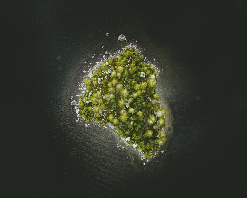 tree covered isle during day