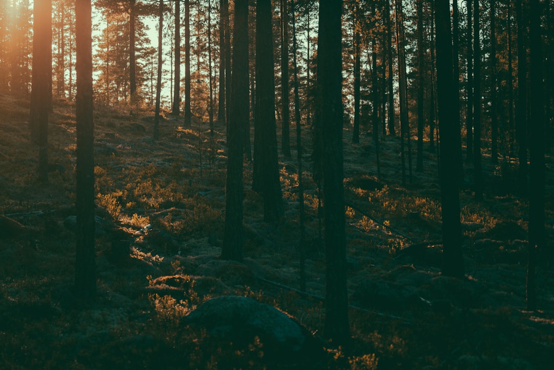 landscape photo of forest