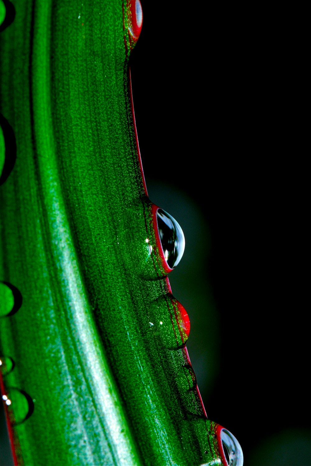 green leaf with dew