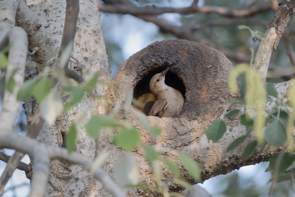 oiseau sur le nid