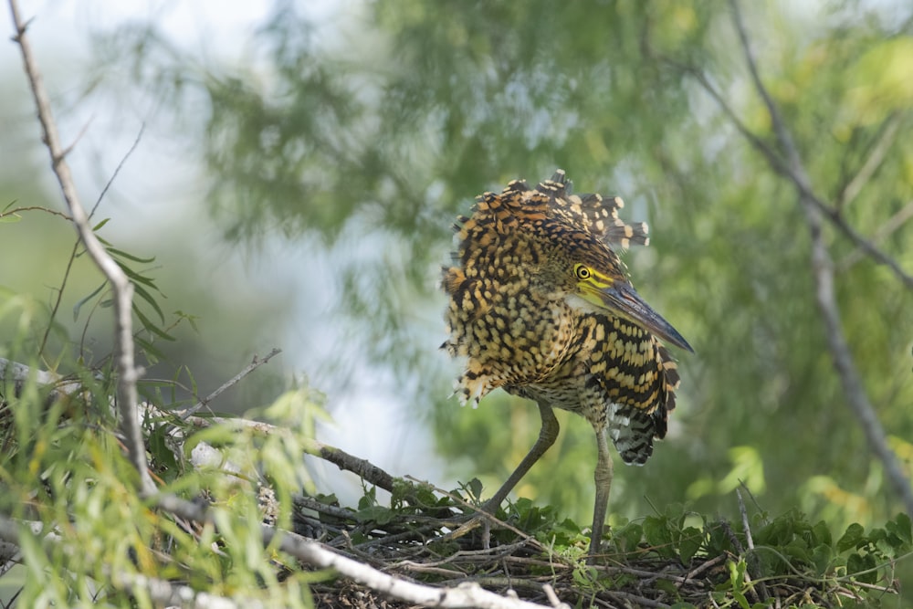 schwarzer und brauner Vogel auf grünen Blättern in der Makrofotografie