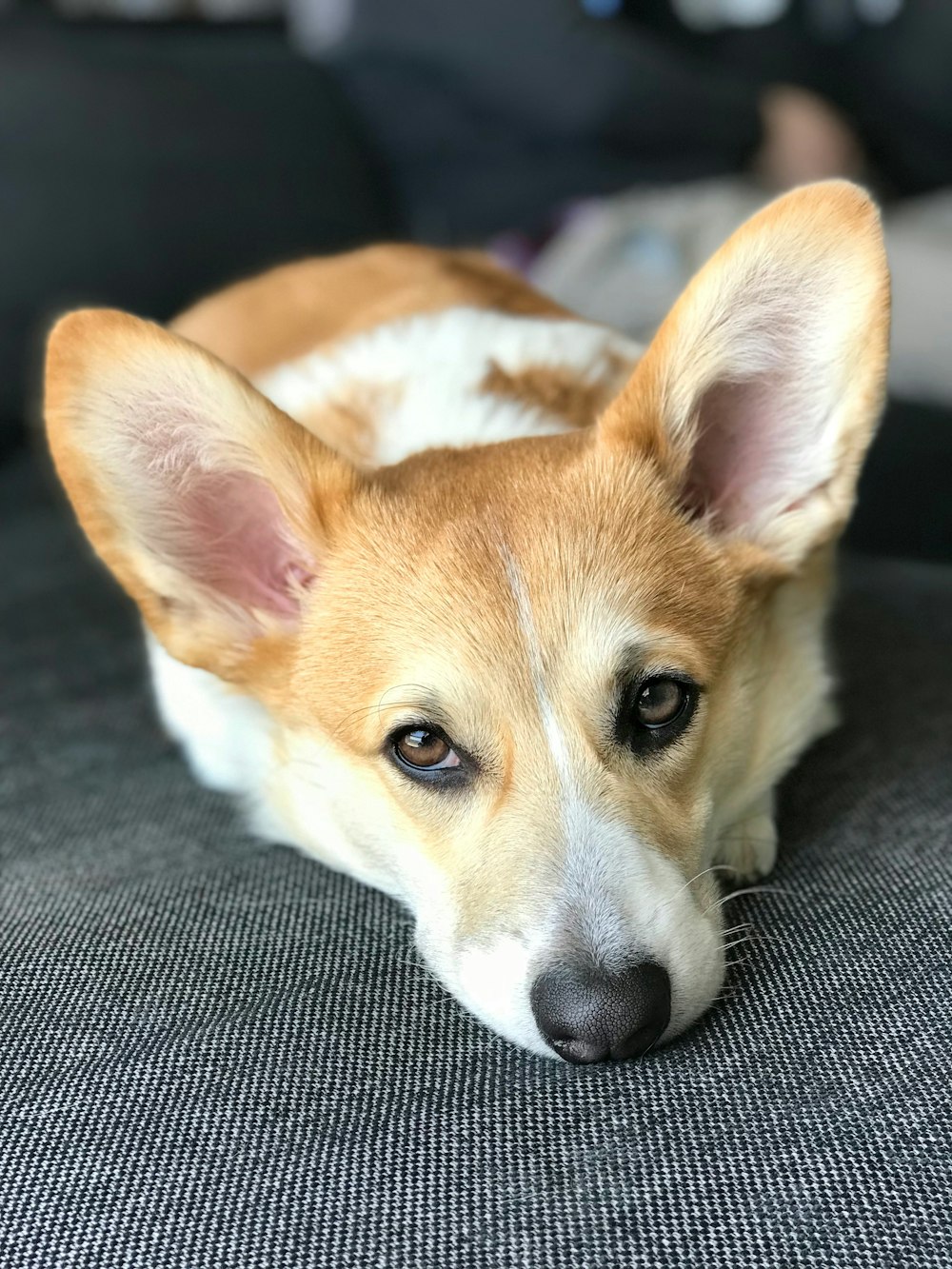 macro photography of short-coated brown and white dog