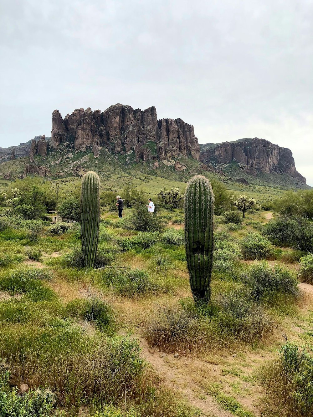 Persone sull'erba e sul campo di cactus durante il giorno