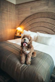 A happy dog resting comfortably in a clean, cozy boarding kennel.