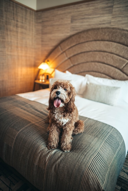 A cheerful dog resting comfortably inside a bright, modern pet room with cozy bedding.
